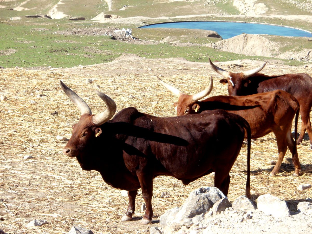 Vacas africanas en el Safari Aitana de Alicante