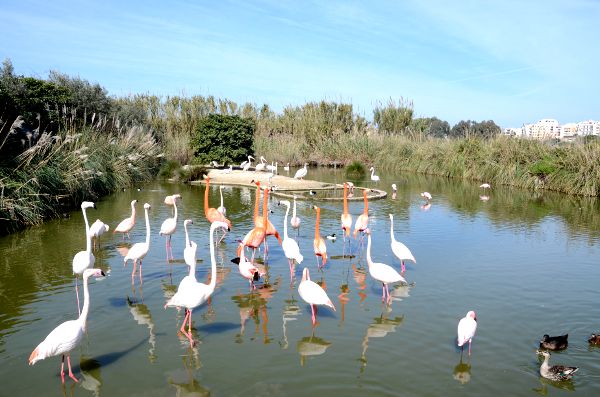 Birdpark Malta