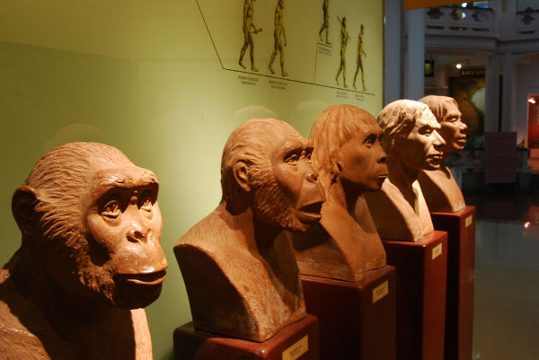 Bustos de homínidos en el Museo de Historia de Hanoi