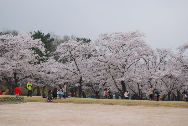 Cerezos en flor en Gyeongju