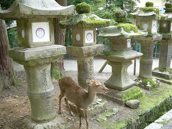 Ciervos y linternas de piedra en el Kasuga-taisha de Nara