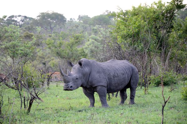 Fotos Parque Kruger Sudáfrica, rinoceronte mirando