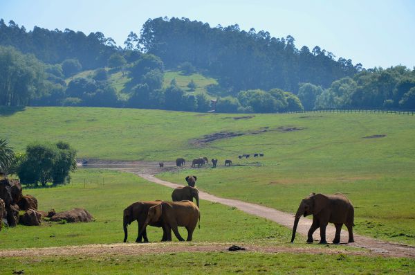Fotos Parque de Cabárceno en Cantabria, elefantes