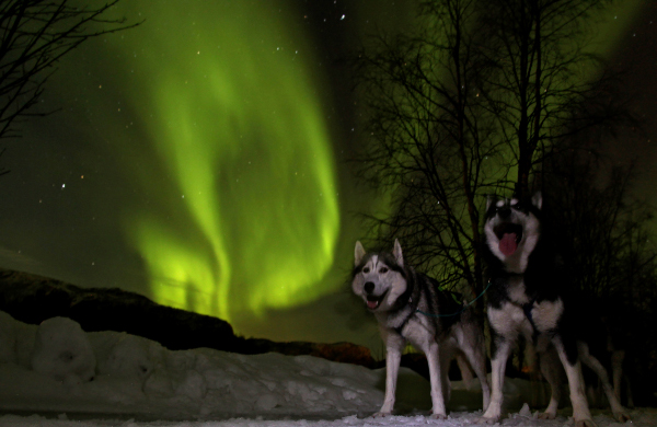 Fotos de Auroras Boreales en Noruega, huskys en Alta
