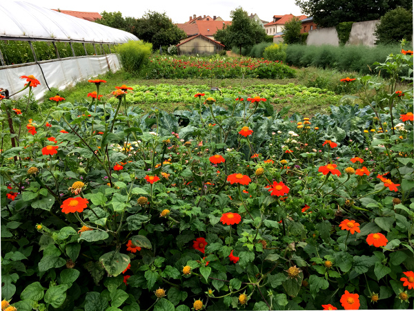 Fotos de Bamberg, jardin de horticultores