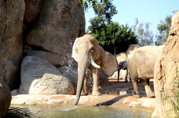 Fotos de Bioparc Valencia, elefante