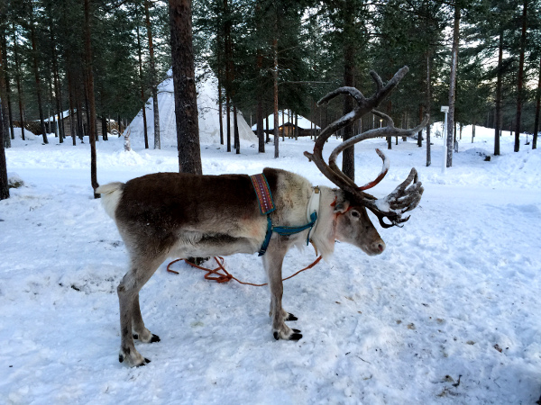 Fotos de Laponia Finlandesa, reno con grandes cuernos