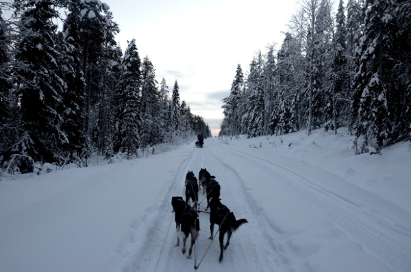 Fotos de Laponia Finlandesa, trineo de perros