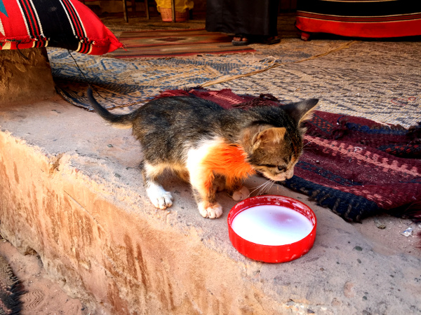 Fotos de Wadi Rum, Jordania - gato tomando leche