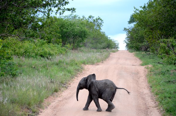 Fotos viaje a Sudáfrica, elefantito en Kruger