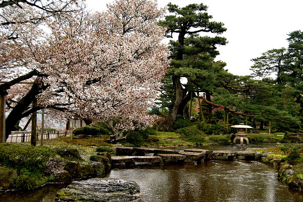 Photos of Sakura in Kanazawa, Japan