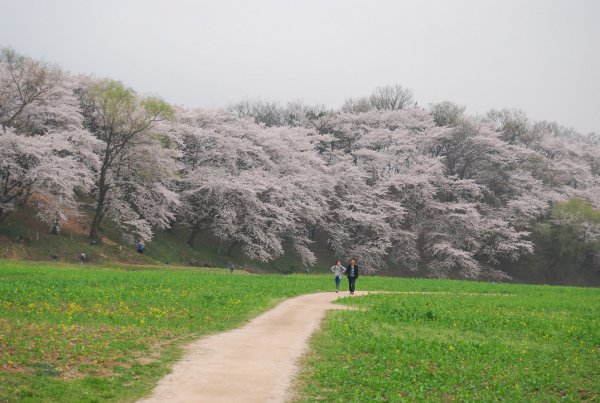 Precioso paseo lleno de cerezos en flor en Gyeongju