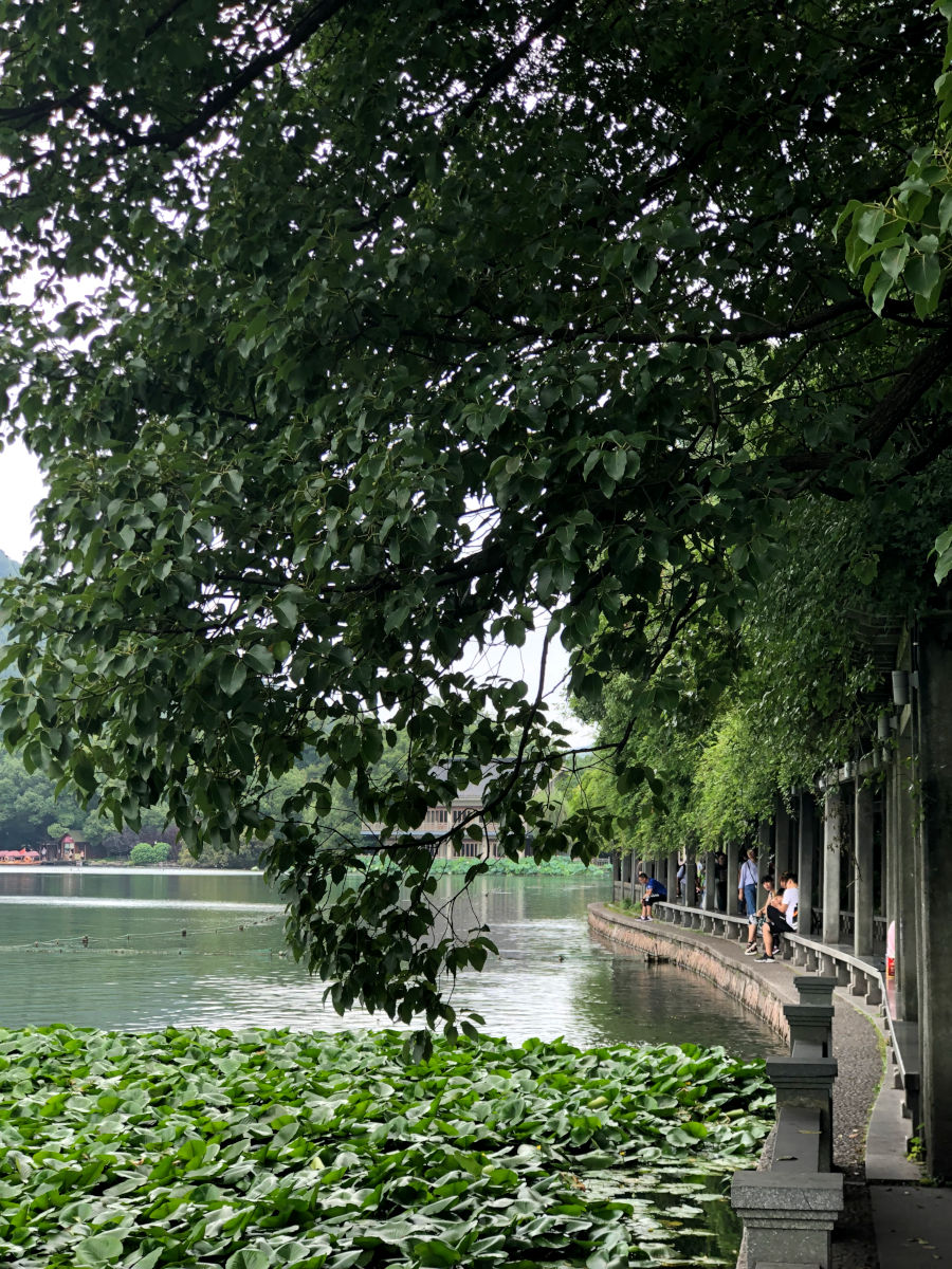 Qué ver en Hangzhou, vegetacion en el Lago Oeste