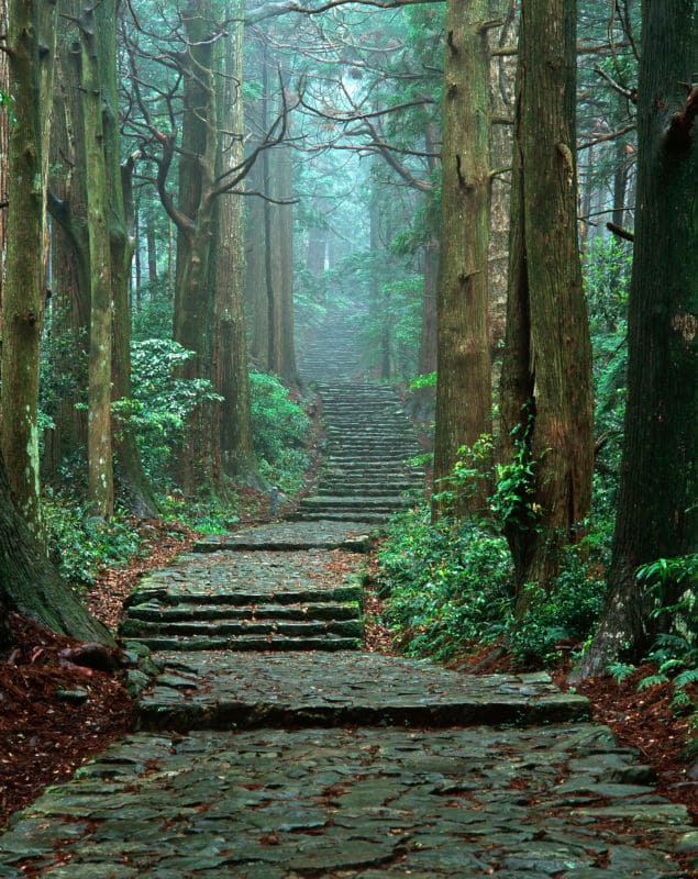 Bosque del Kumano Kodo en Wakayama