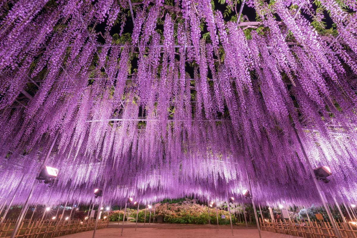 Ashikaga Flower Park en Japon
