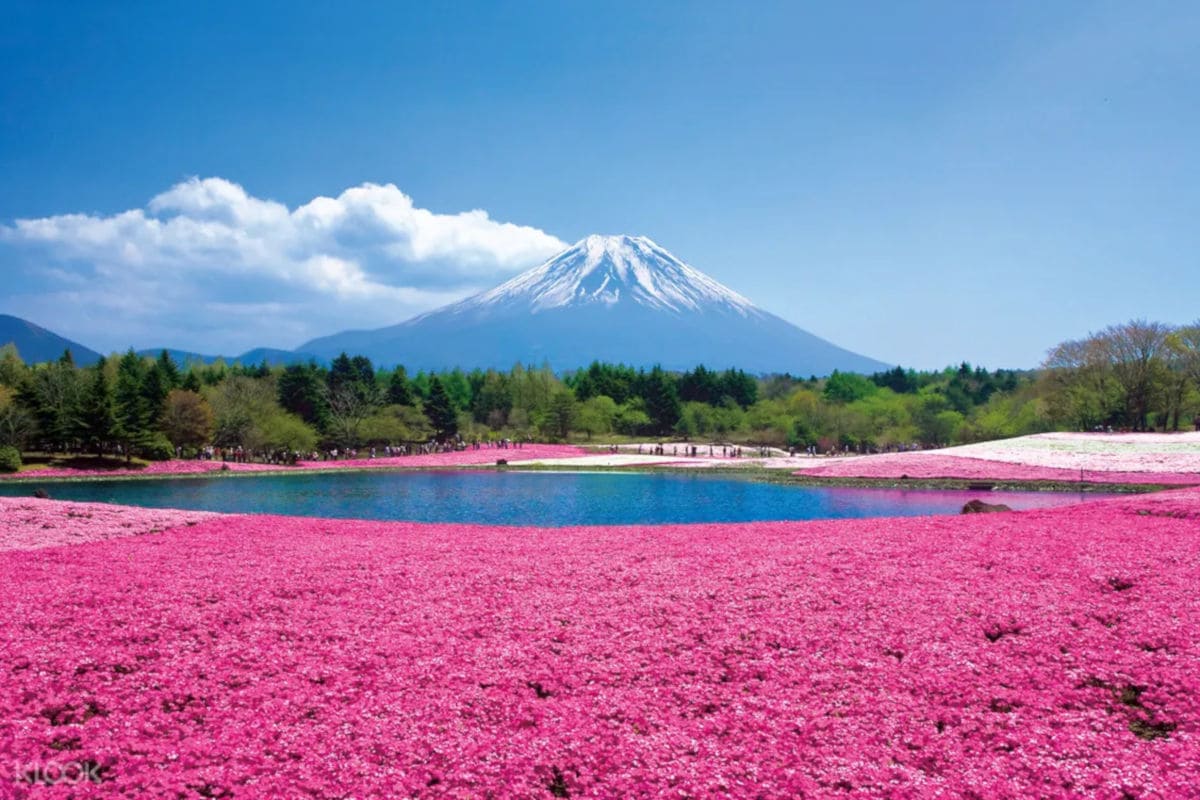 Musgo Rosa Festival Fuji Shibazakura de primavera en Japon