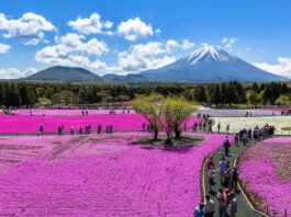 Ideas para hacer en Japon en primavera