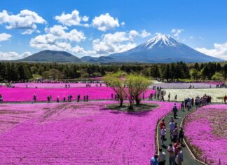 Ideas para hacer en Japon en primavera