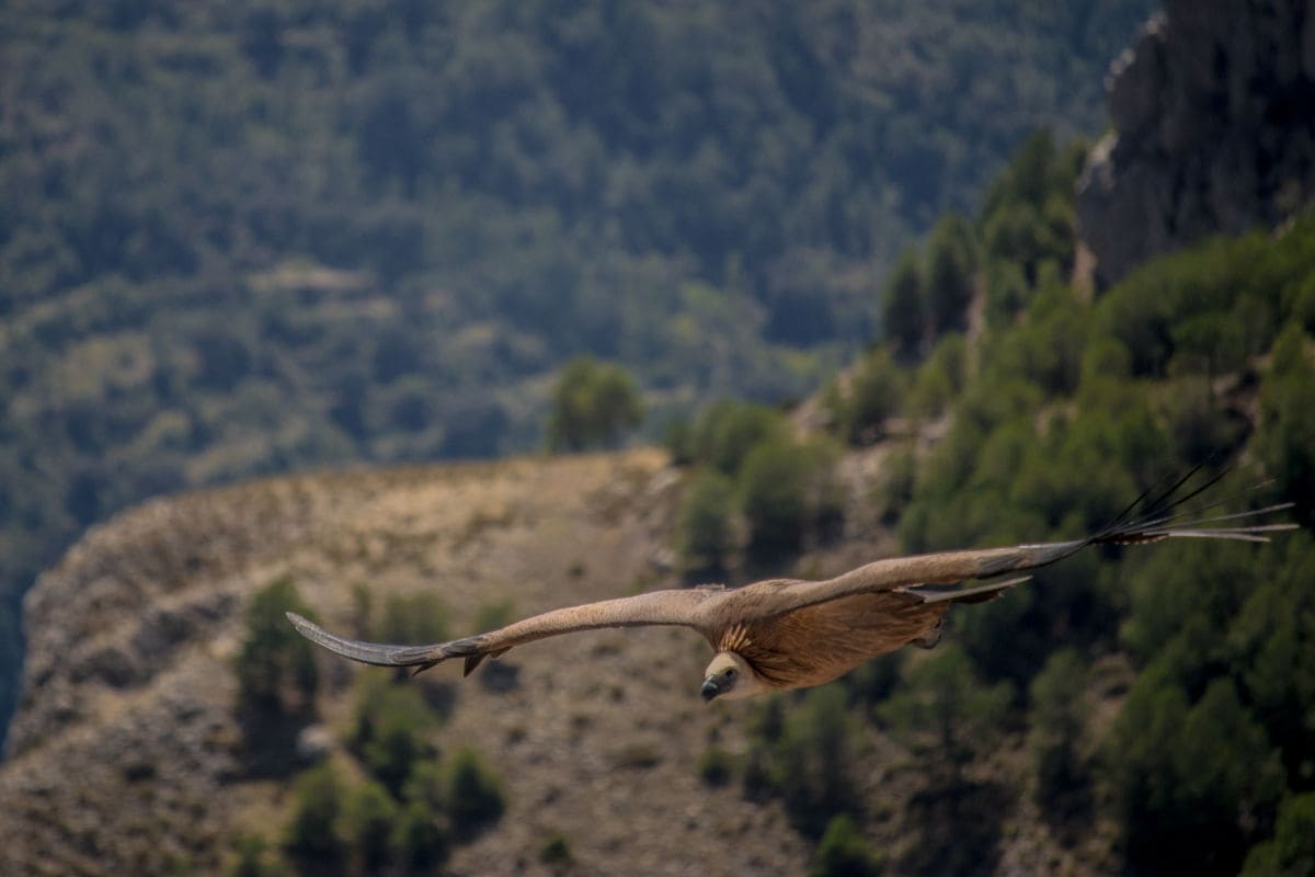 Buitre volando en la Sierra de Segura, Jaen