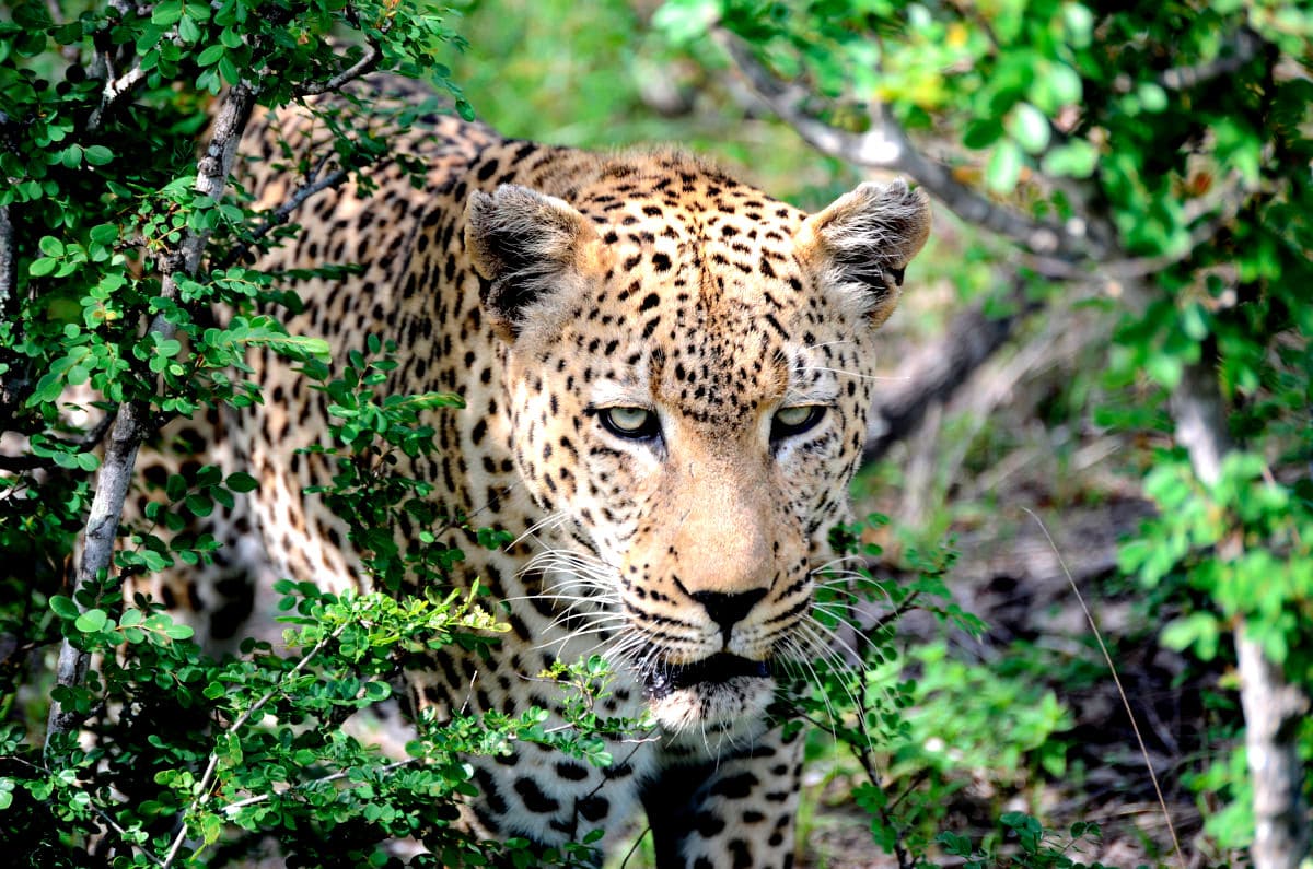 Leopardo en el Parque Nacional Kruger en Sudafrica