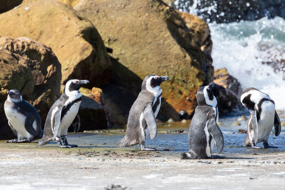 Pingüinos en la Stony Point Nature Reserve en Bettys Bay
