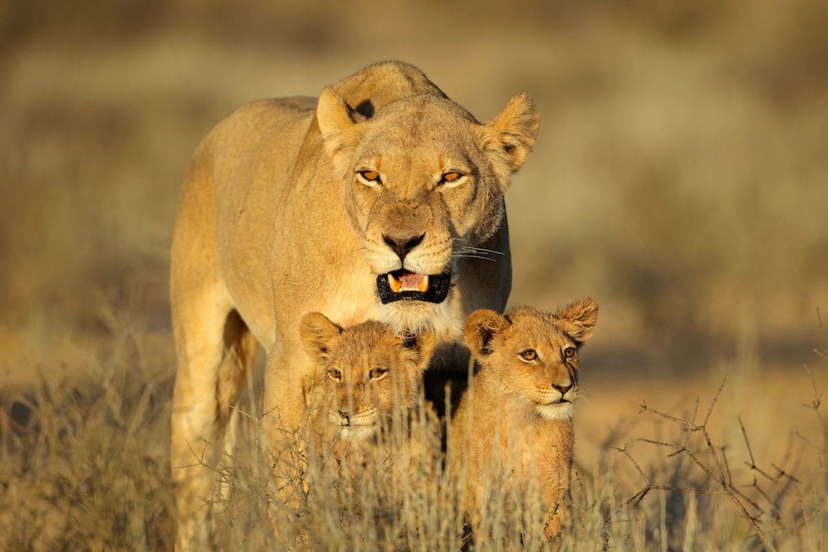 Familia de leones en el Parque Kruger de Sudáfrica