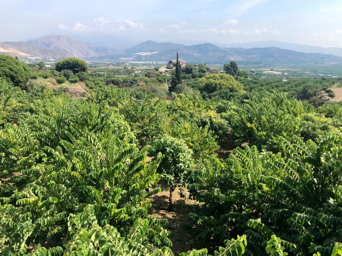 Finca ecológica de frutas tropicales en Salobreña