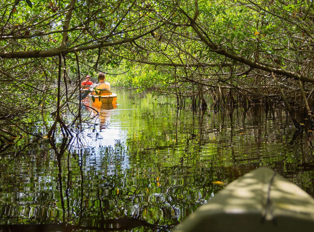 Recorrer los Everglades en tu visita a Fort Lauderdale