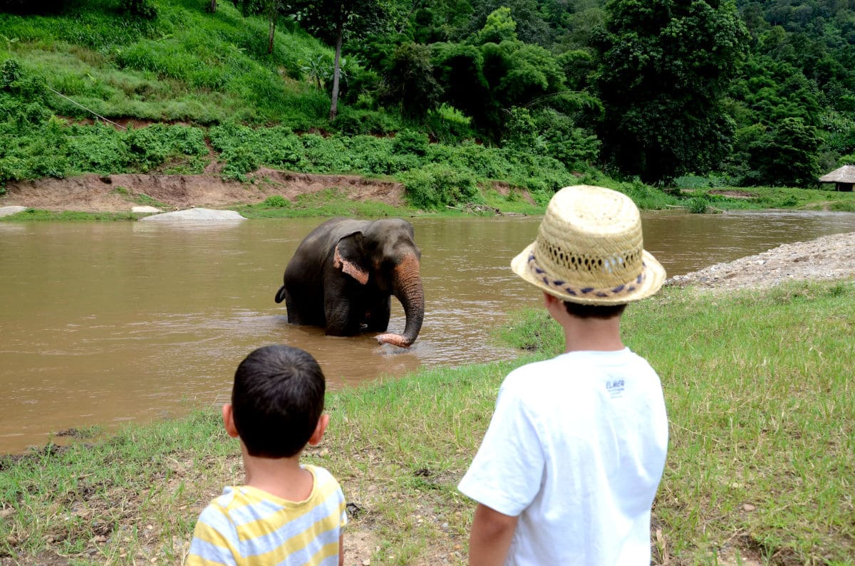 elephant nature park cerca de chiang mai