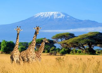 Sitios que visitar en Kenia