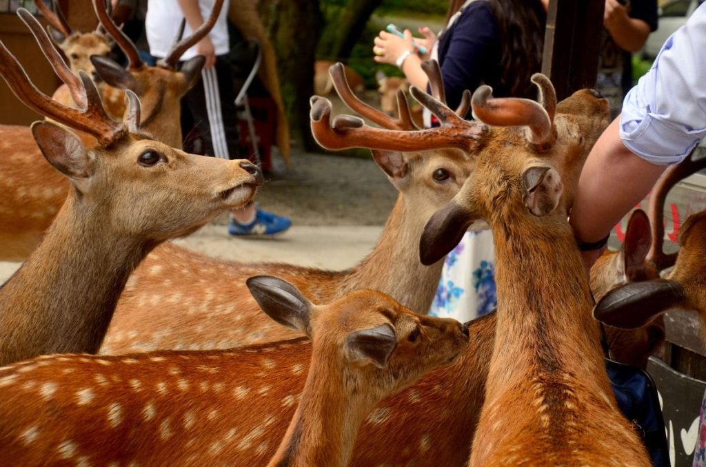 Los ciervos del Nara Park en Japon