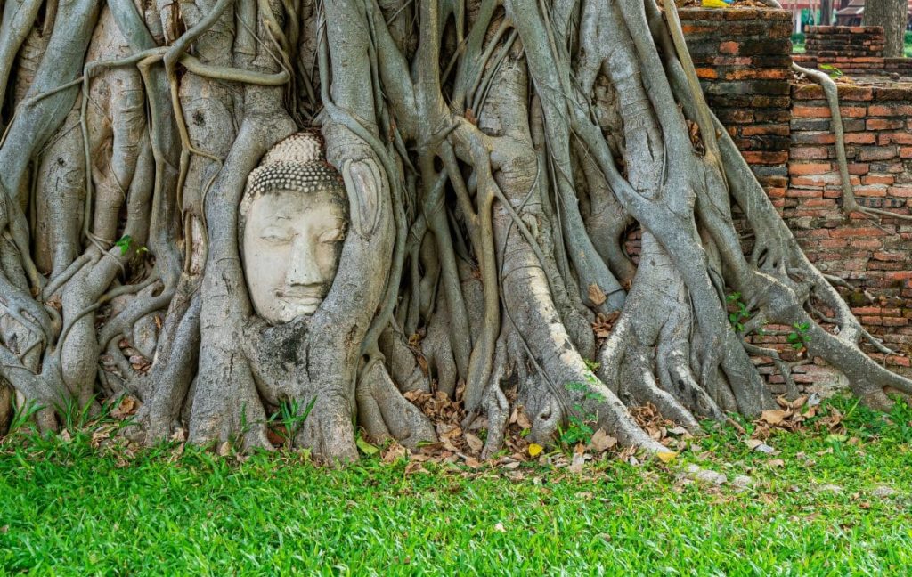 cabeza de buda en un arbol ayutthaya tailandia