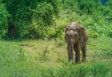 Elefante en el Parque Nacional de Yala en Sri Lanka