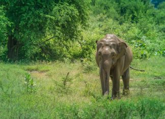 Elefante en el Parque Nacional de Yala en Sri Lanka