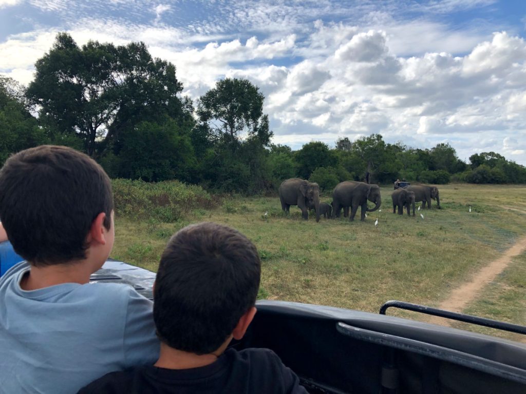 Safari para ver elefantes en familia Kaudulla Sri Lanka