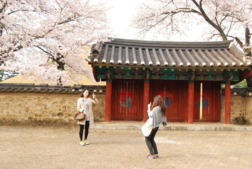 cerezos en flor en gyeongju