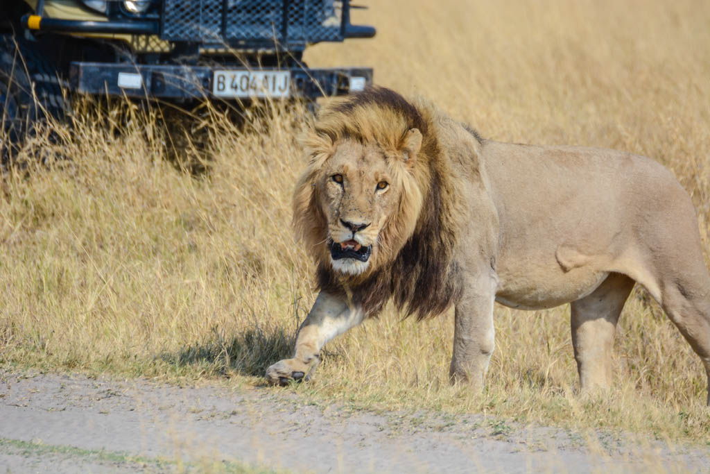 León en Botswana