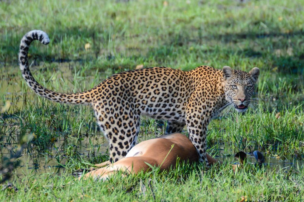 Leopardo en Botswana