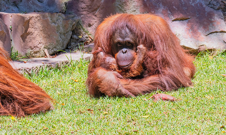 Orangutan de Borneo en BIOPARC Fuengirola