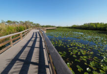 Consejos para visitar el Everglades National Park