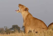 Leona bostezando en Moremi, Botswana