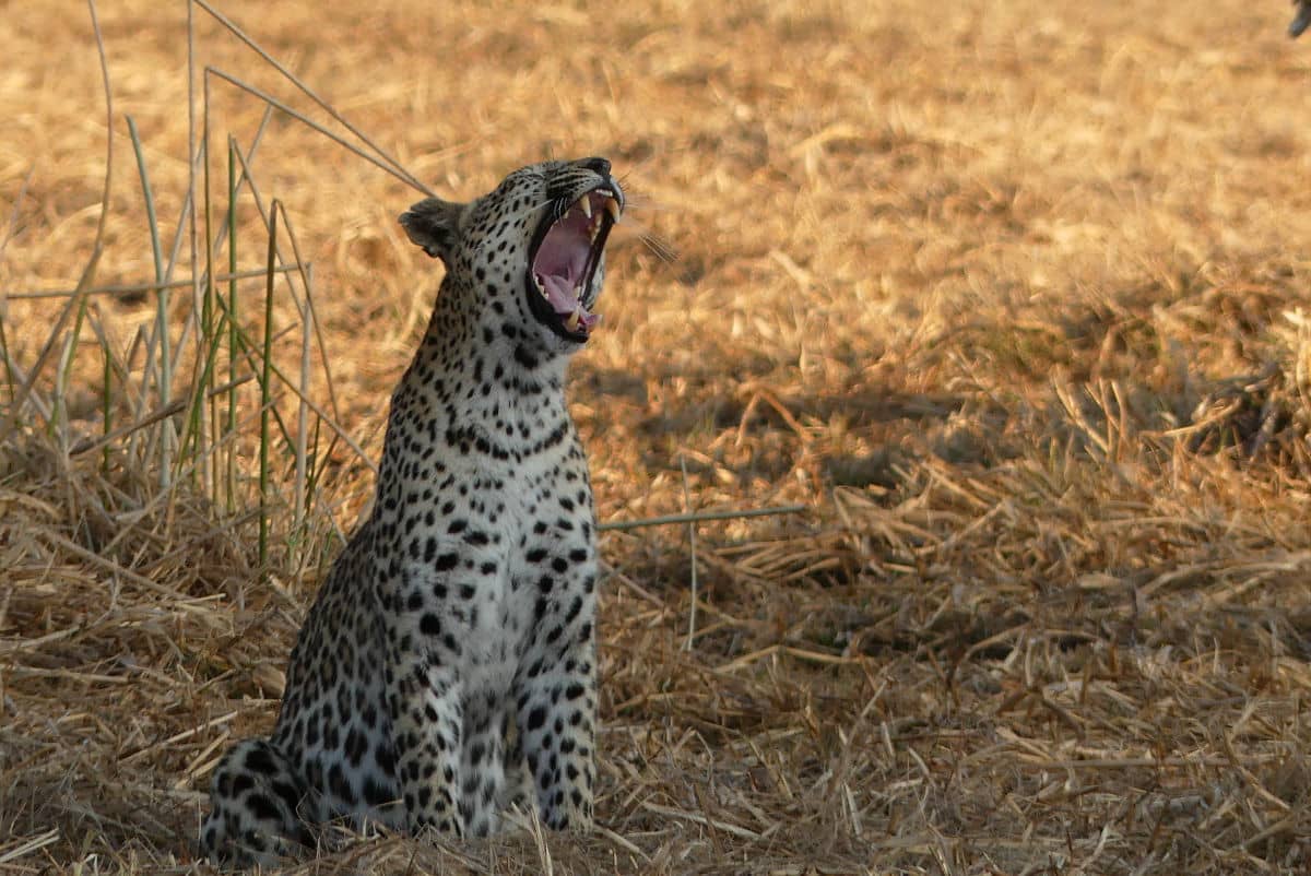 Leopardo bostezando en Moremi, Botswana