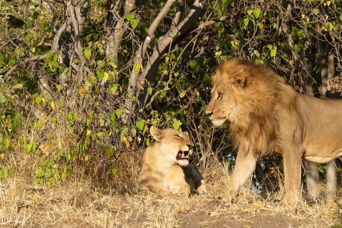Pareja de leones en Savuti en Botswana