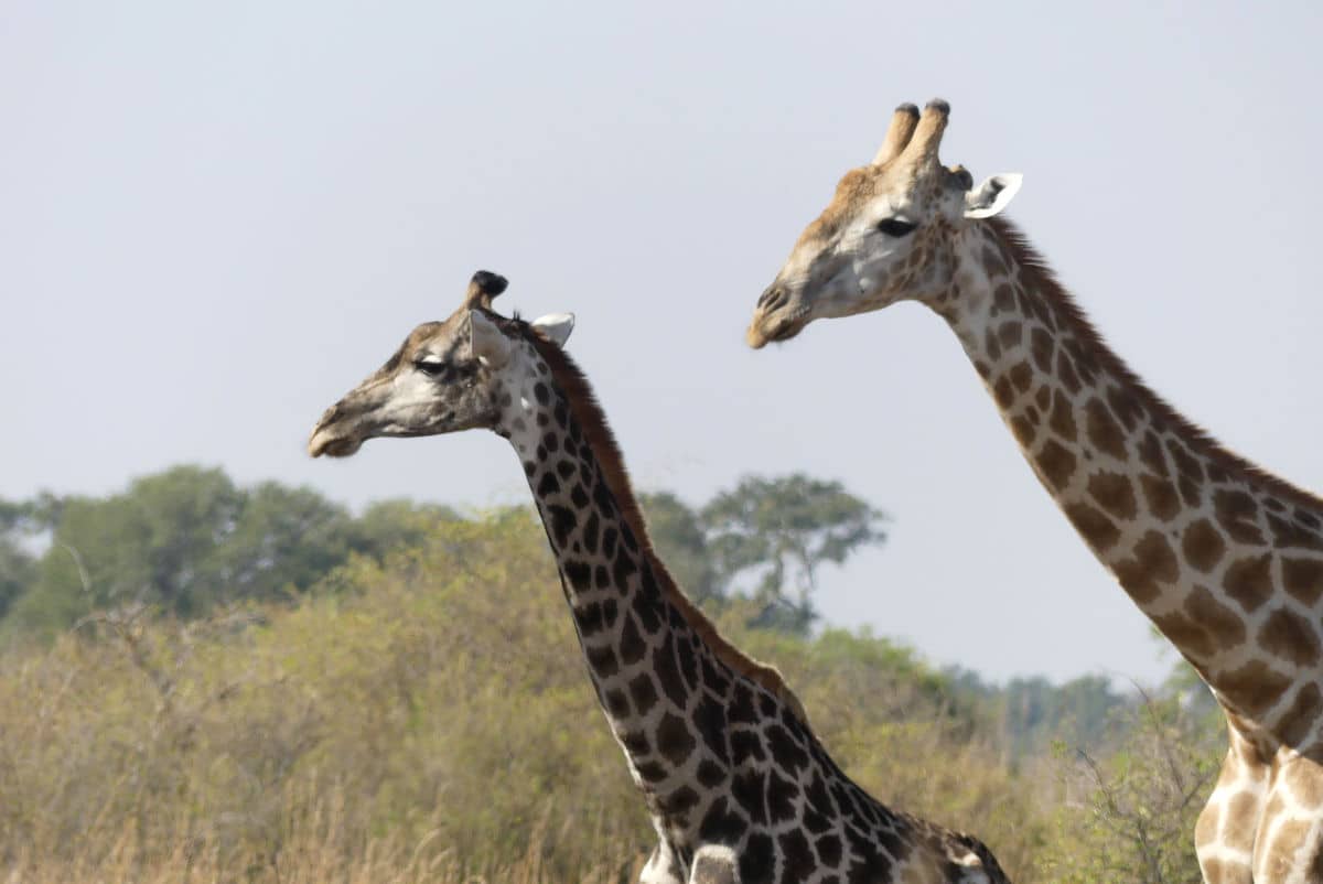Dos jirafas en Botswana