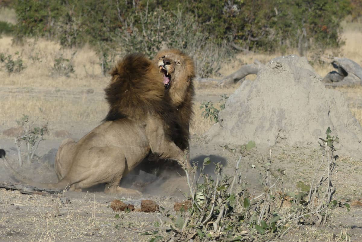 Dos leones peleando en Savuti, Botswana