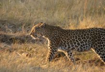 Botswana, el mejor destino de safari del mundo