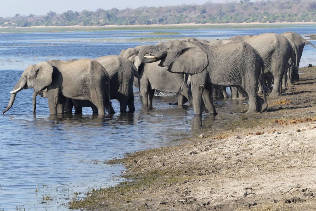 Manada de elefantes en el río Chobe, Botswana