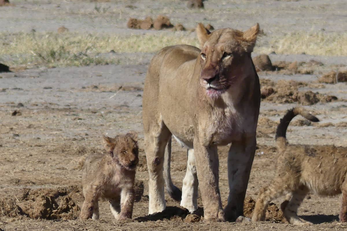 Una leona con sus crías en Savuti, Botswana