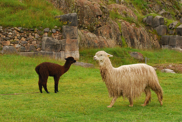 alpacas en saqsayhuamán