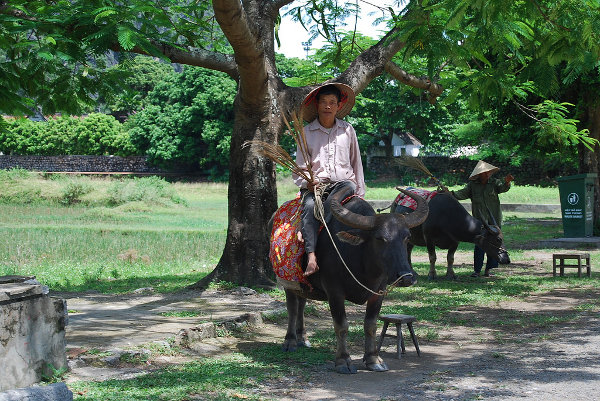 Campesinos vietnamitas en Hoa Lu